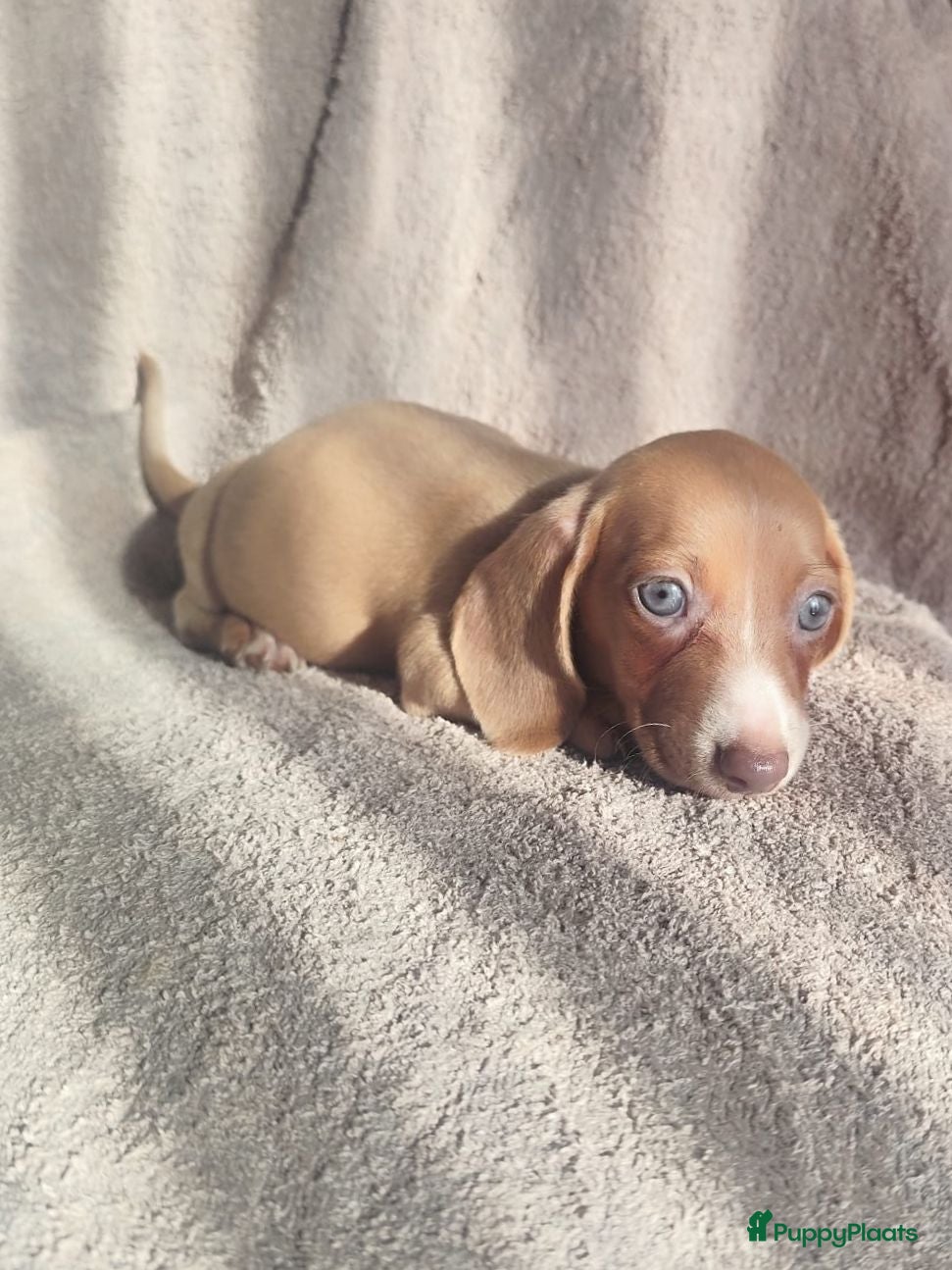 Teckel (korthaar)  honden Knappe dwergteckel pups - Advertentie 1