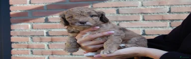 Labradoodle 1