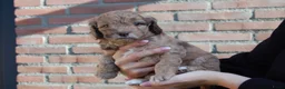 Labradoodle honden te koop: Prachtig mooie merle tan doodle’s  in Valkenswaard - Advertentie 4