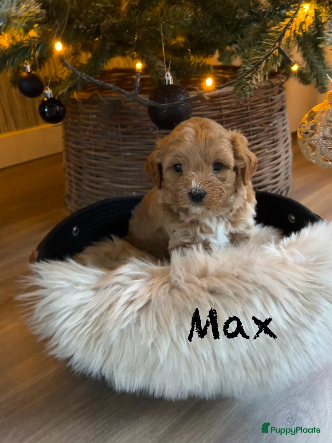 Maltipoo honden te koop: 💙🩷 nestje Maltipoo pups verwacht eind aug💙🩷 - Advertentie 9