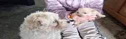 Maltipoo honden te koop: Maltipoo pups. Super mini - Advertentie 13