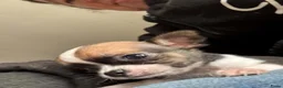 Chihuahua honden te koop: Kortharige chihuahua pups - Advertentie 9