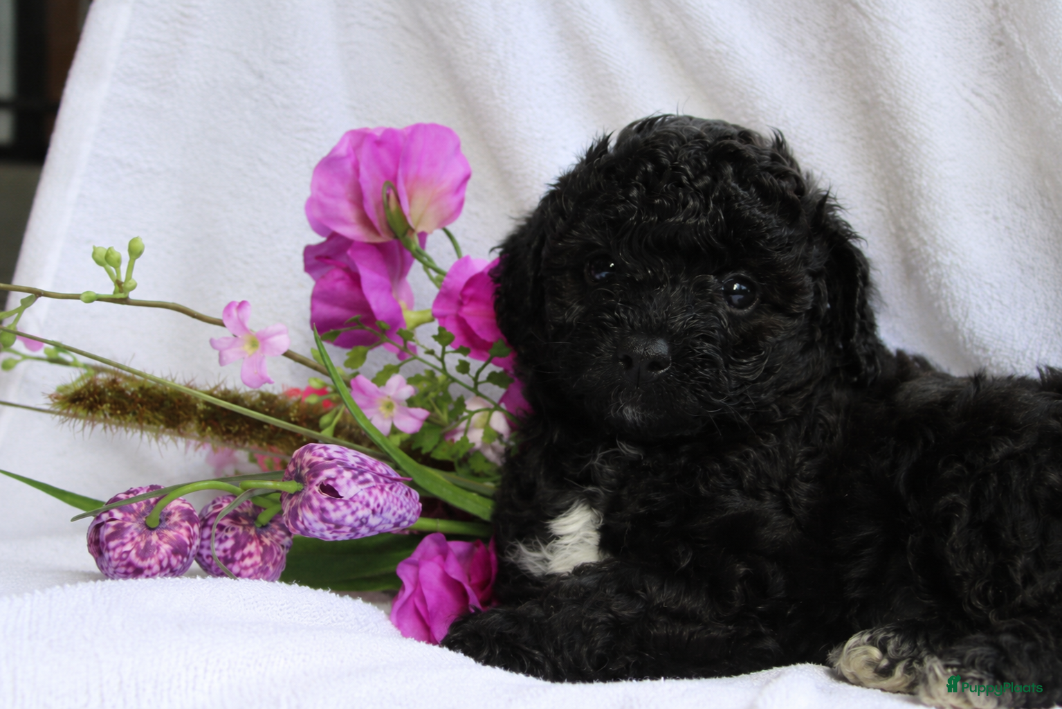 Maltipoo honden Lieve Maltipoo puppy’s zoeken een for ever home ✨ - Advertentie 2