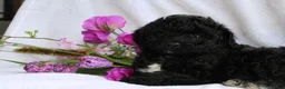 Maltipoo honden te koop: Lieve Maltipoo puppy’s zoeken een for ever home ✨ - Advertentie 2
