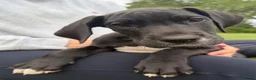 Duitse Dog honden te koop: Mooie Duitse Dog pups met stamboom  in Dalfsen - Advertentie 6