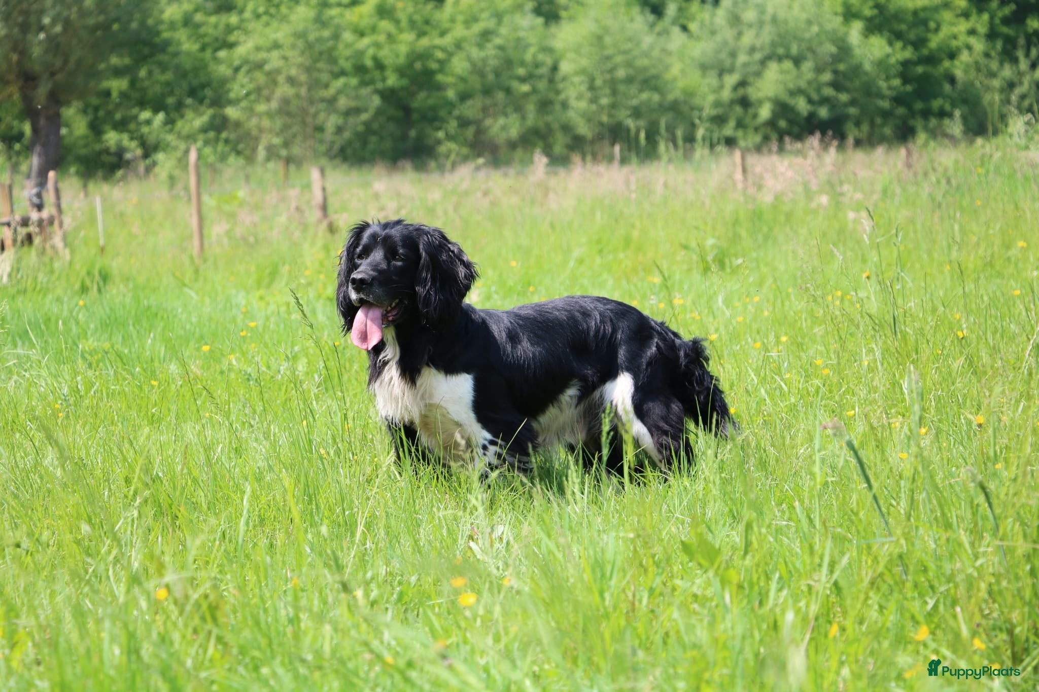 Fintra Alfie