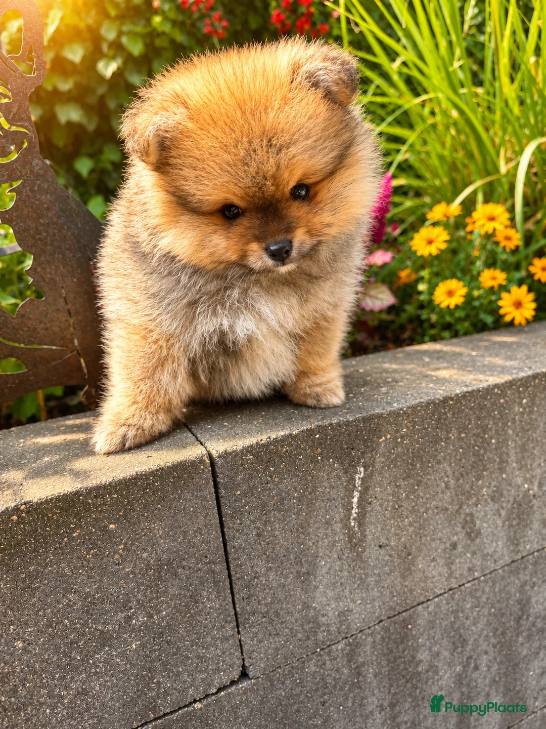 Pomeriaan honden te koop: Pomeriaan pups  - Advertentie 2