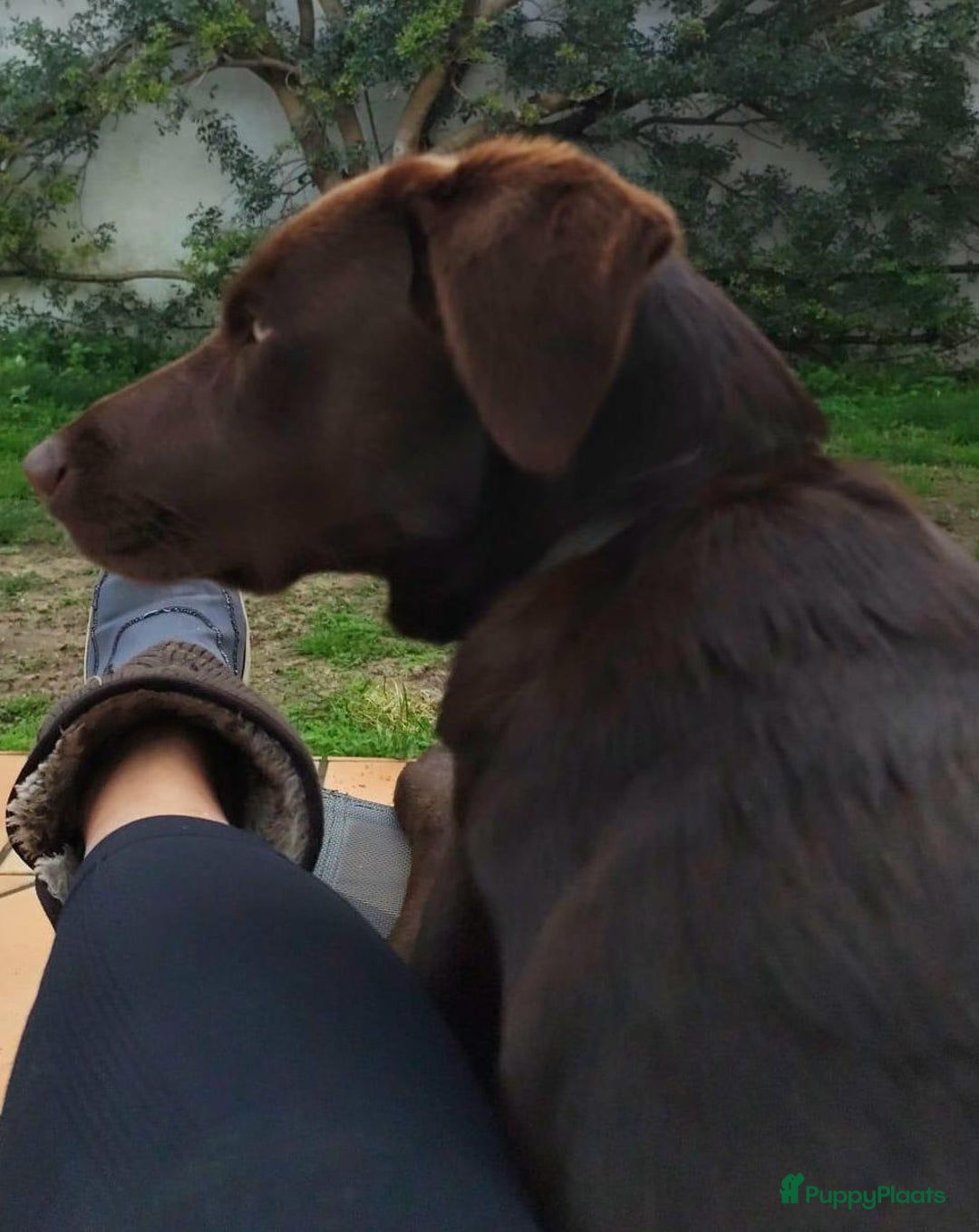 Labrador Retriever honden ter adoptie: lulu en maya twee labrador x  zoeken een en vriend - Afbeelding 7