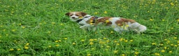 Kooikerhondje honden te koop: 6 Kooiker pups / alle nu gereserveerd!  - Advertentie 6