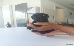Cane Corso honden te koop: Cane corso pups - Afbeelding 10