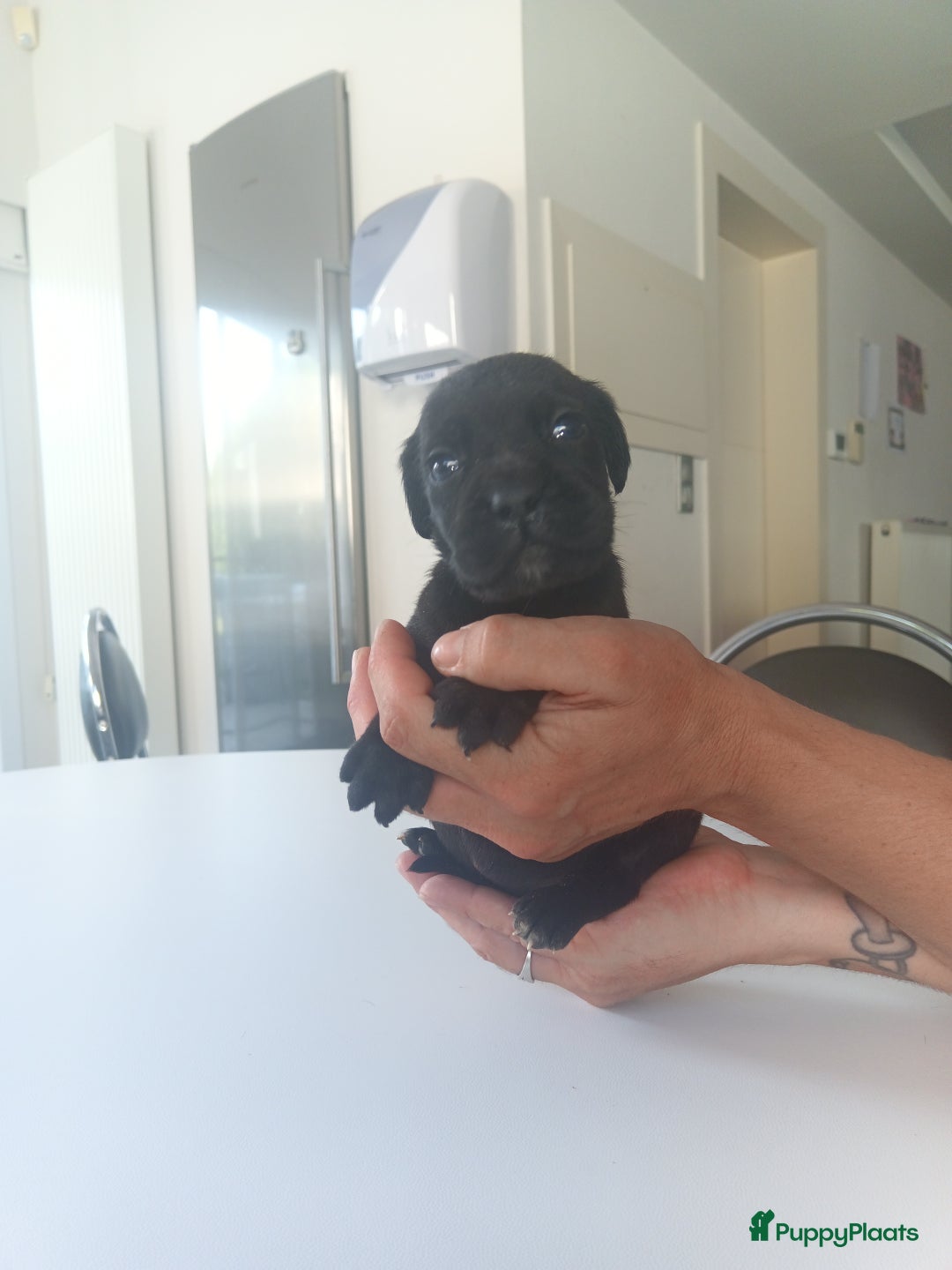 Cane Corso honden te koop: Cane corso pups - Afbeelding 10