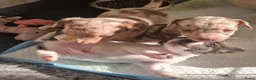 Jack Russel Terriër honden te koop: Mini merle jackrussels in Zwartewaal - Advertentie 32