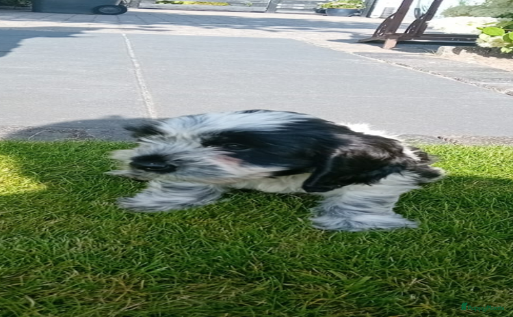 Kruising honden - Advertentie 1