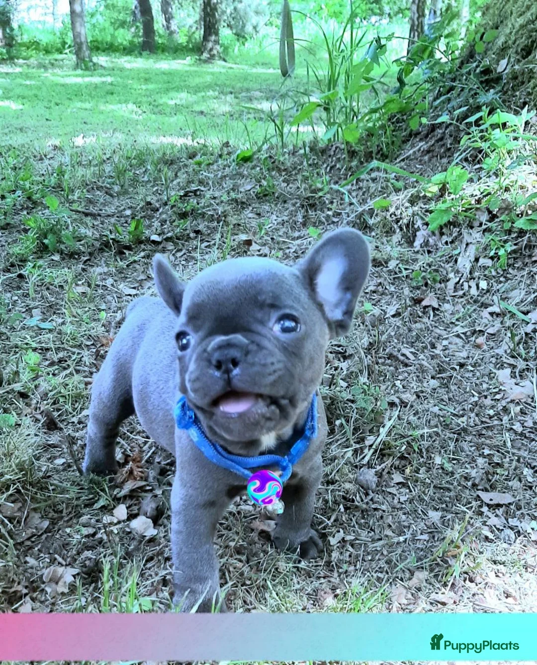 Franse Bulldog honden te koop: Franse Bulldog pupps - Advertentie 2