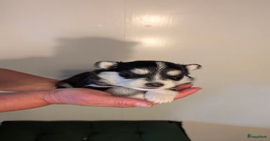 Pomsky honden - Advertentie 8