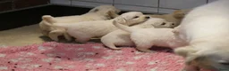 Golden Retriever honden te koop: Golden Retriever Pups met Stamboom. - Advertentie 24