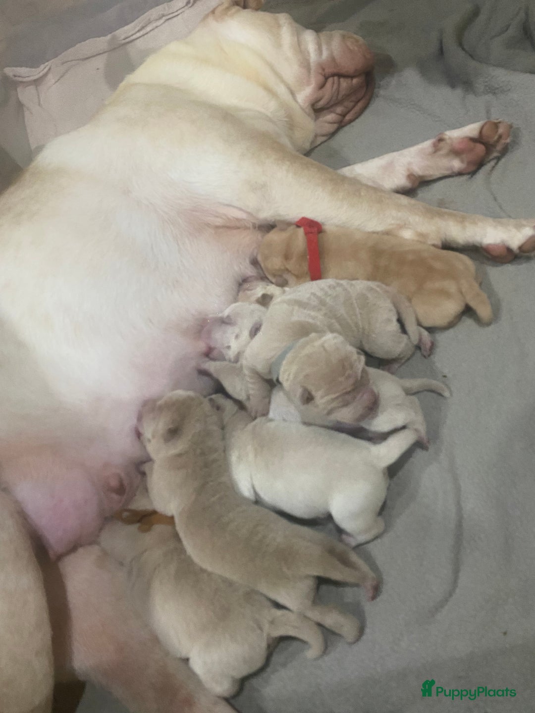 Shar Pei honden te koop: Sharpei pups - Advertentie 2