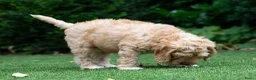 Australian Labradoodle honden te koop: Medium Australian Labradoodle puppy's - Advertentie 9