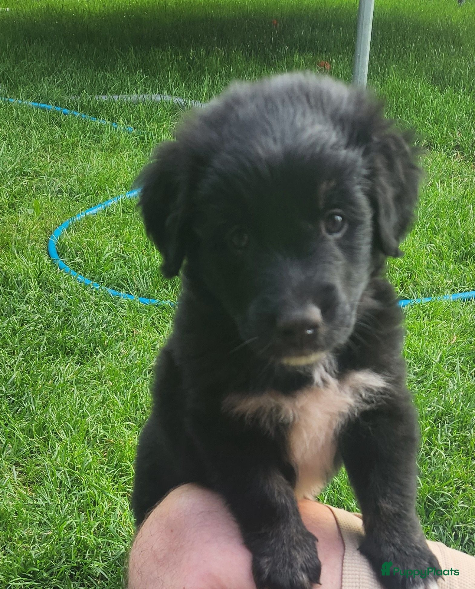 Kruising honden Mooie golden aussie pups - Advertentie 1