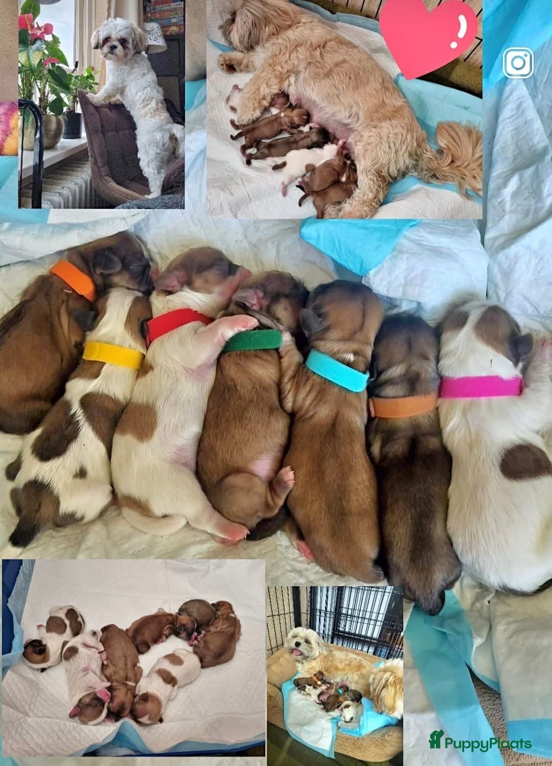 Malshi honden Liefdevol opgevoede Malshi puppy’s 🐾 Boomer puppy - Advertentie 11