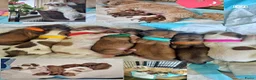 Malshi honden te koop: Liefdevol opgevoede Malshi puppy’s 🐾 Boomer puppy - Advertentie 1