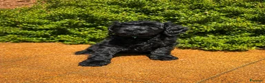 Kruising Puppy 10