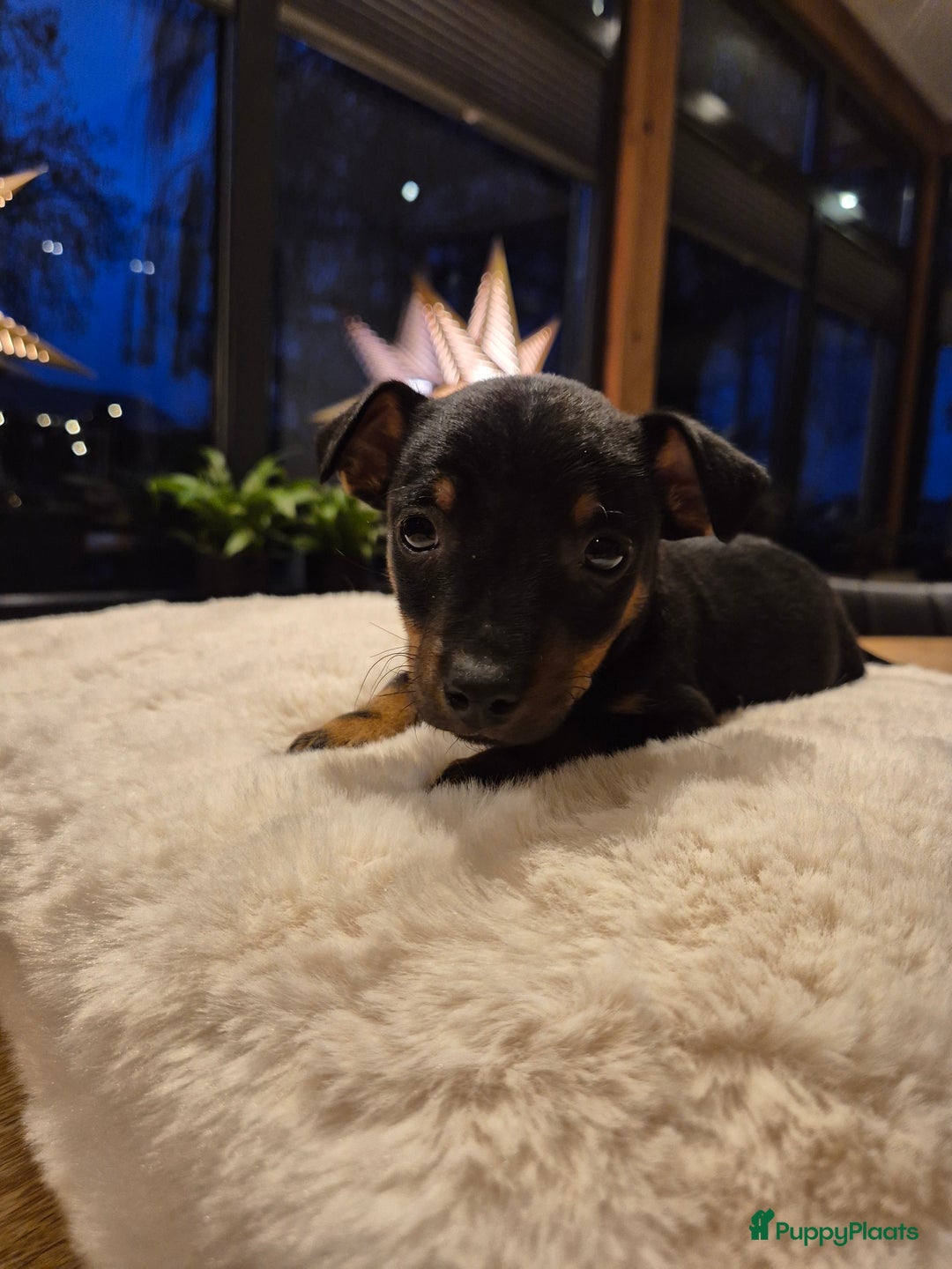 Jack Russel Terriër honden te koop: JACK RUSSEL PUPS - Advertentie 15