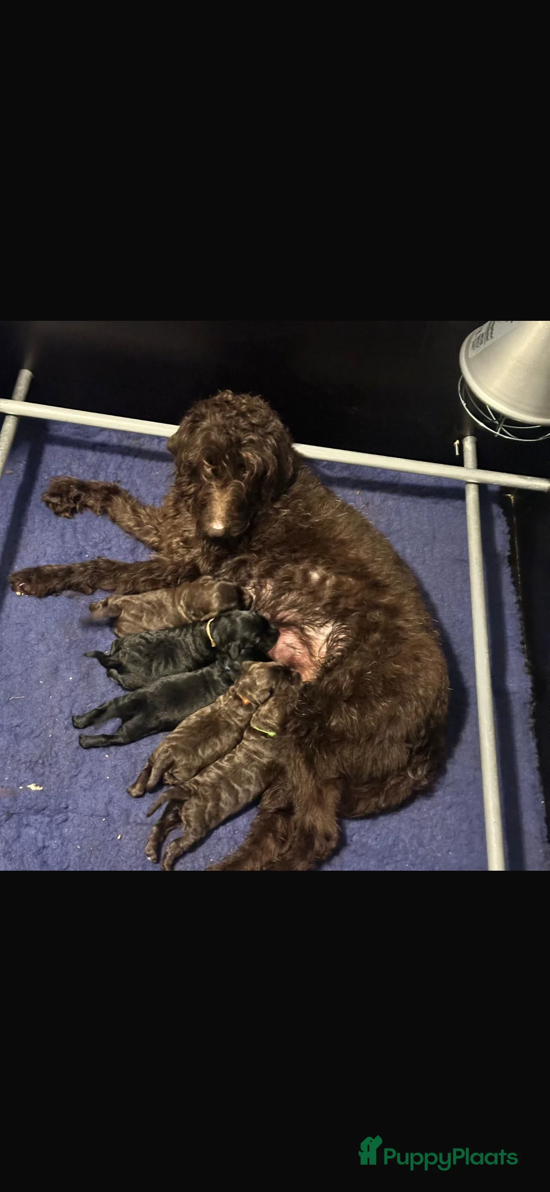 Kruising honden te koop: Fleece doodles  in Naaldwijk - Advertentie 1