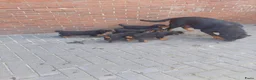 Rottweiler honden te koop: Rottweiler pups - Advertentie 25