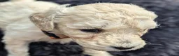 Labradoodle honden te koop: Liefdevolle plek gezocht voor Labradoodle puppy’s! in Heusden - Advertentie 10