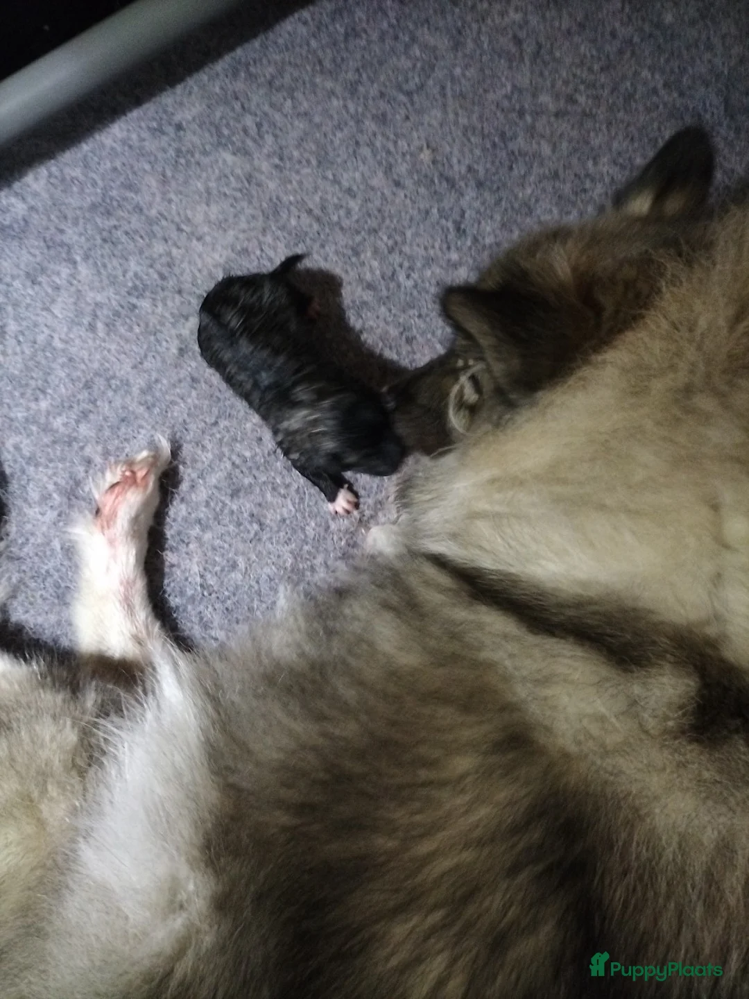 Keeshond honden te koop: Middenslag keeshond pup - Advertentie 13