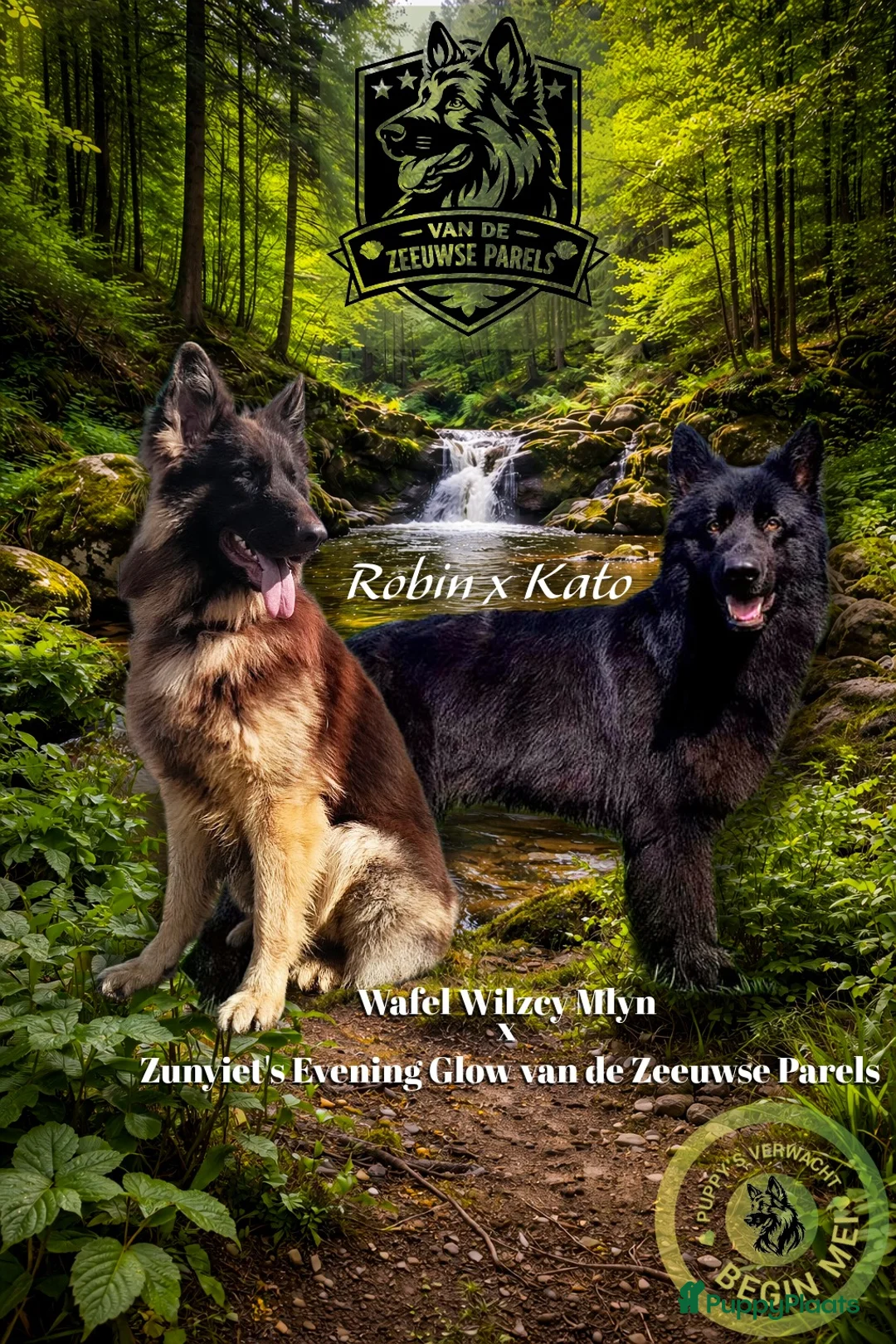 Duitse Herder honden te koop: Prachtige donkere Oud Duitse Herder pups  - Advertentie 1