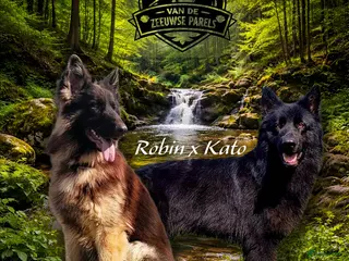 Duitse Herder honden Prachtige donkere Oud Duitse Herder pups - Advertentie 11