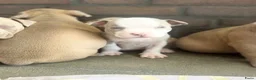 Amerikaanse Bully honden te koop: Amerikaanse pocket bully’s , met stamboom - Advertentie 10