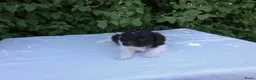 Shihpoo honden te koop: Lieve zachte Shihpoo pupjes te koop - Advertentie 7