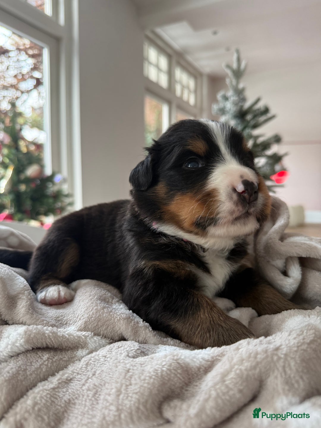 Berner Sennenhond honden te koop: Berner Sennen puppy's zoeken een liefdevol huis - Advertentie 5