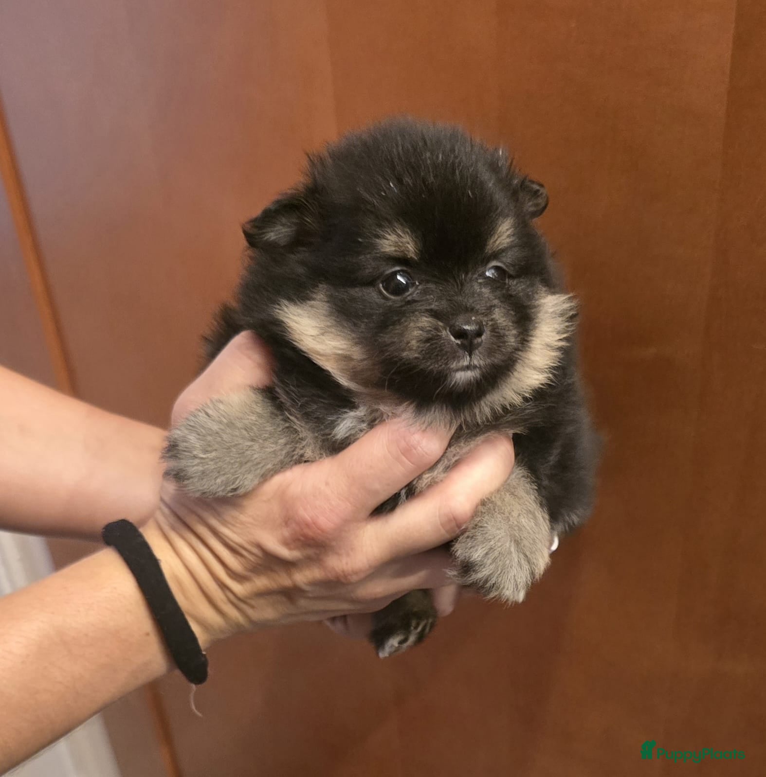 Pomeriaan honden Mooie mini pomeriaan teefje  - Advertentie 1