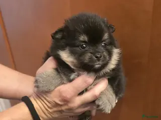 Pomeriaan honden Mooie mini pomeriaan teefje - Advertentie 1