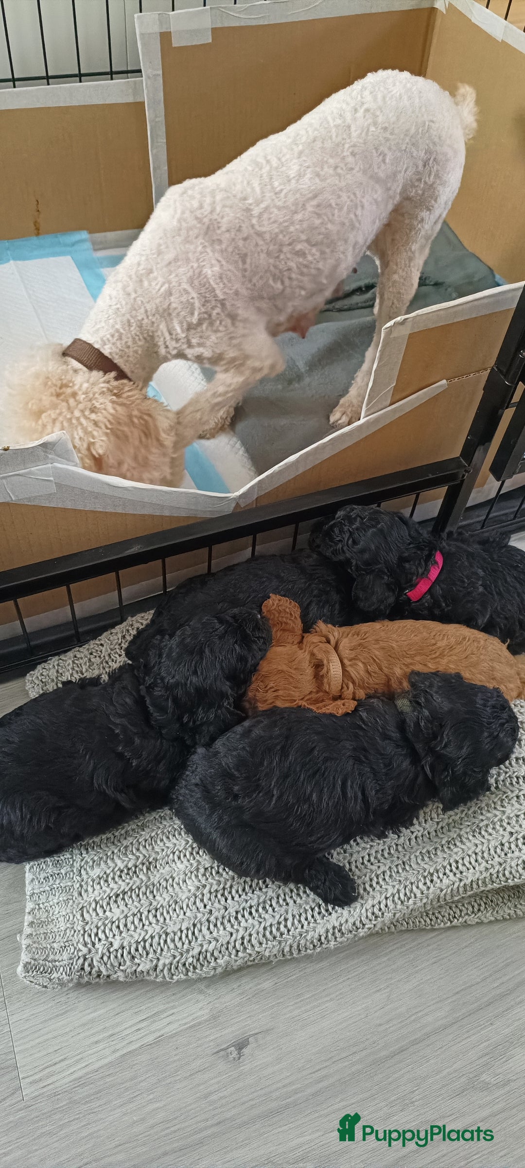 Poedel Toy honden te koop: Toy Poodle puppies - Advertentie 3