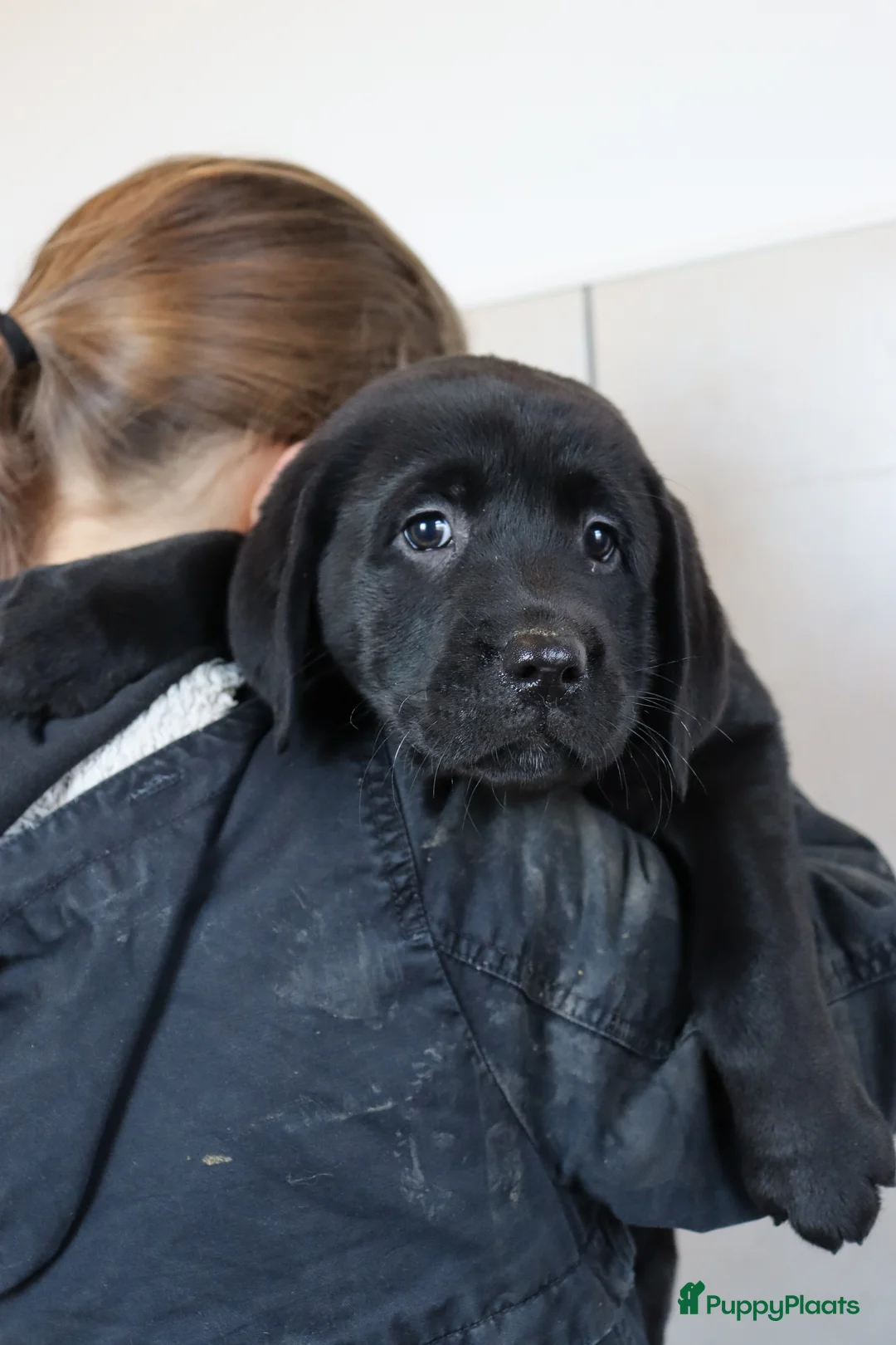 Labrador Retriever honden te koop: Hele lieve labrador pups te koop! - Advertentie 18