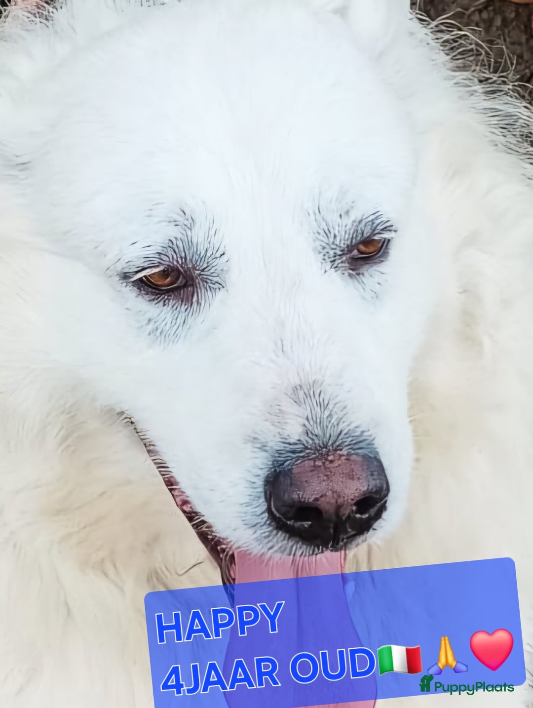 Berghond van de Maremmen en Abruzzen honden te koop: Happy zoekt baasje - Advertentie 1