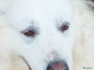 Berghond van de Maremmen en Abruzzen honden Happy zoekt baasje - Advertentie 1