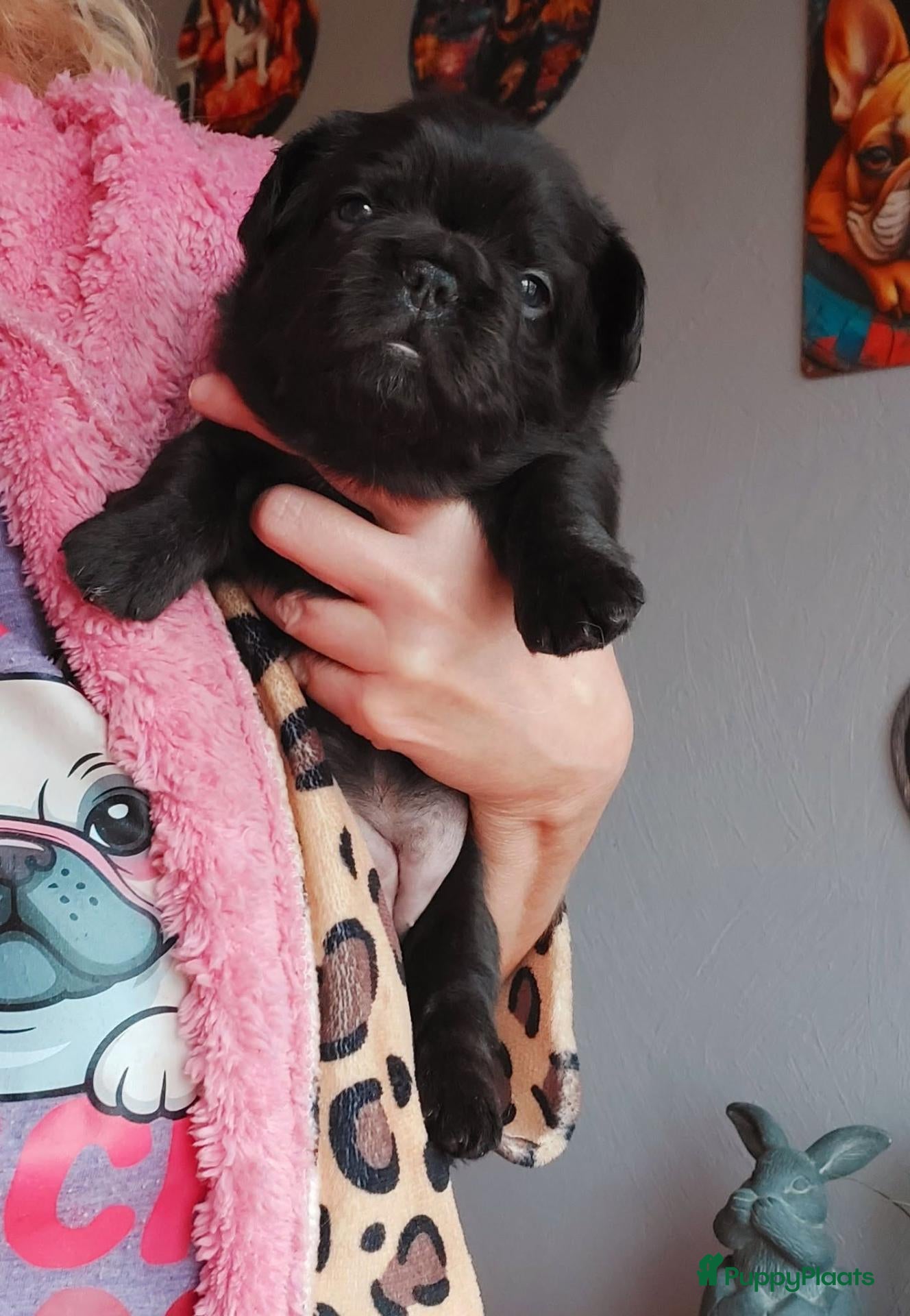 Franse Bulldog honden te koop: Prachtige Franse Bulldog pups met stamboom - Advertentie 2