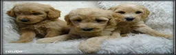 Labradoodle honden te koop: Labradoodle F4 pups medium. - Advertentie 8