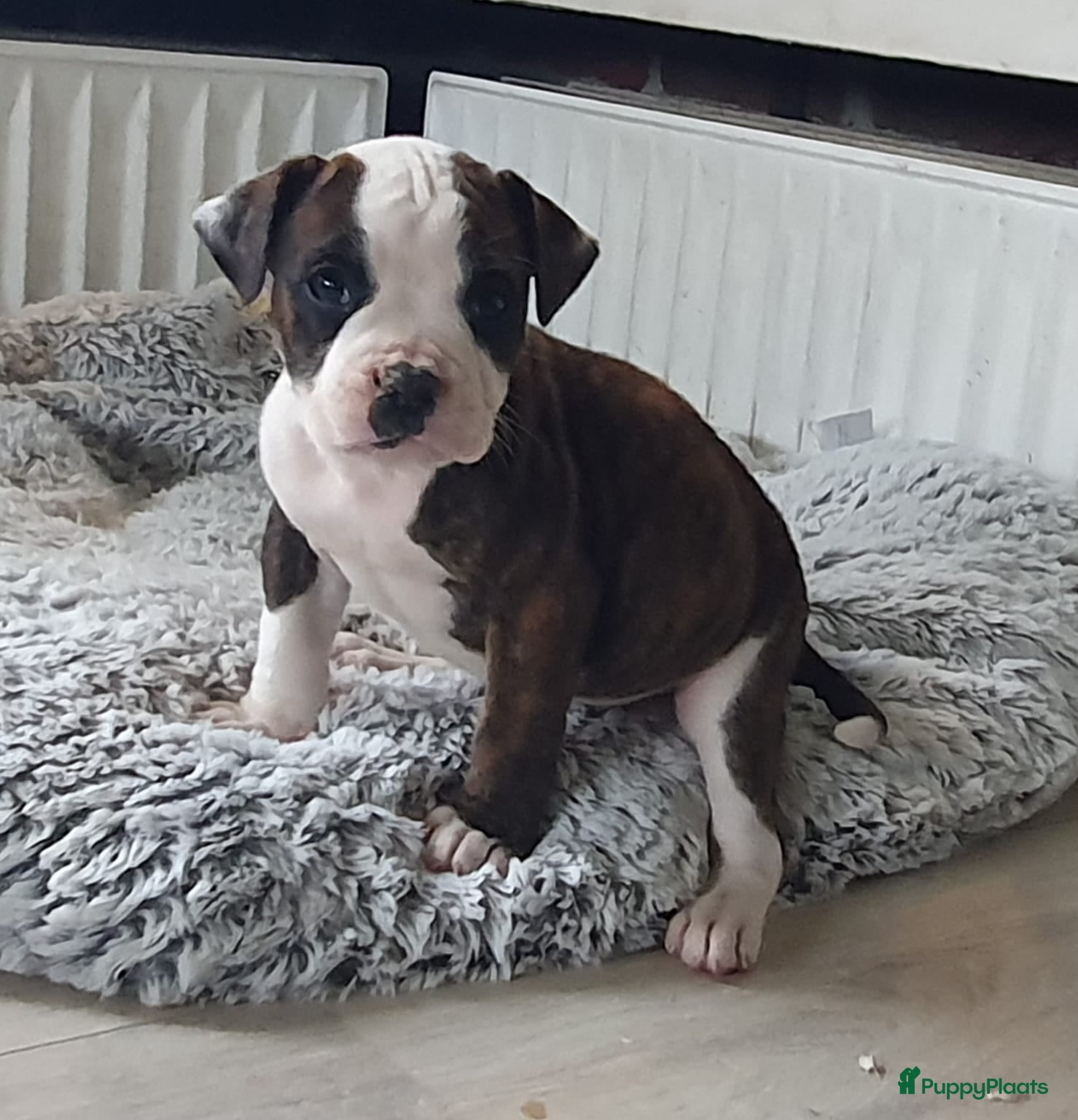 Amerikaanse Bulldog honden Prachtige Amerikaanse bulldog pups met stamboom - Advertentie 1
