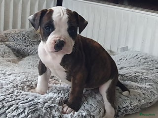 Amerikaanse Bulldog honden Prachtige Amerikaanse bulldog pups met stamboom - Advertentie 1