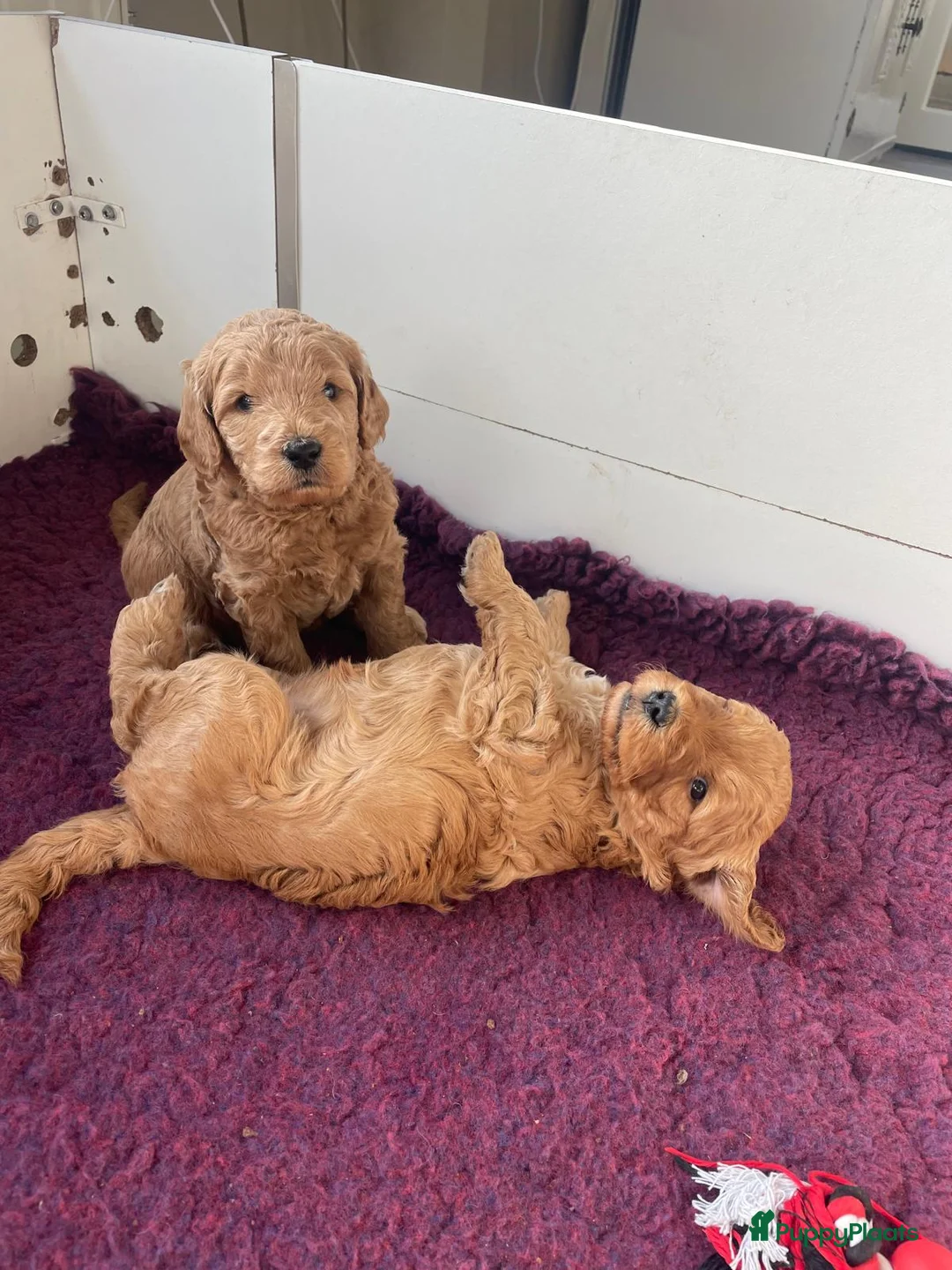 Kruising honden te koop: Goldendoodle x Australische labradoodle pups - Advertentie 2