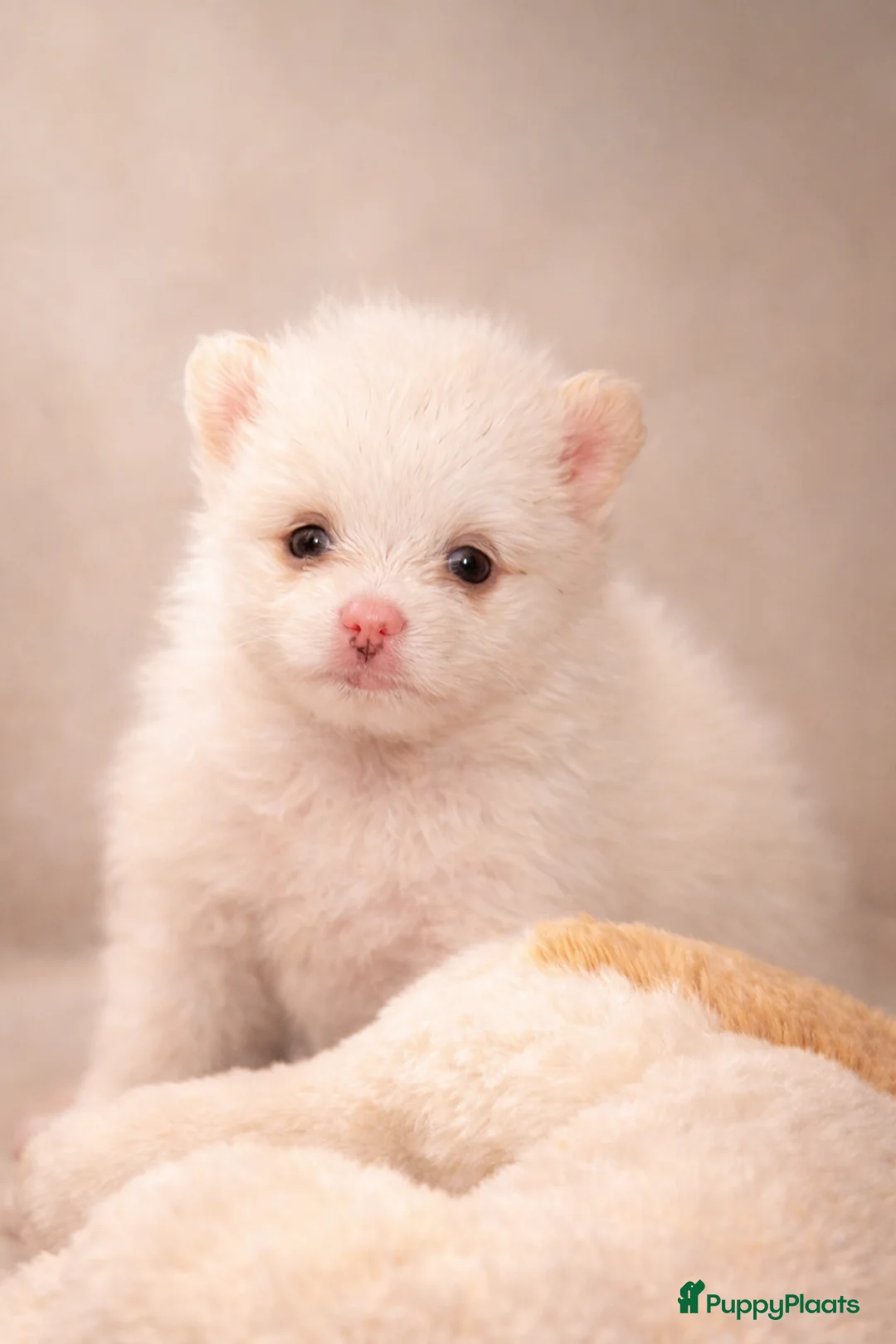 Pomeriaan honden te koop: Pomeriaan pups - Advertentie 21