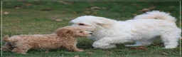 Maltipoo honden te koop: Knappe Maltipoo pups. - Advertentie 24