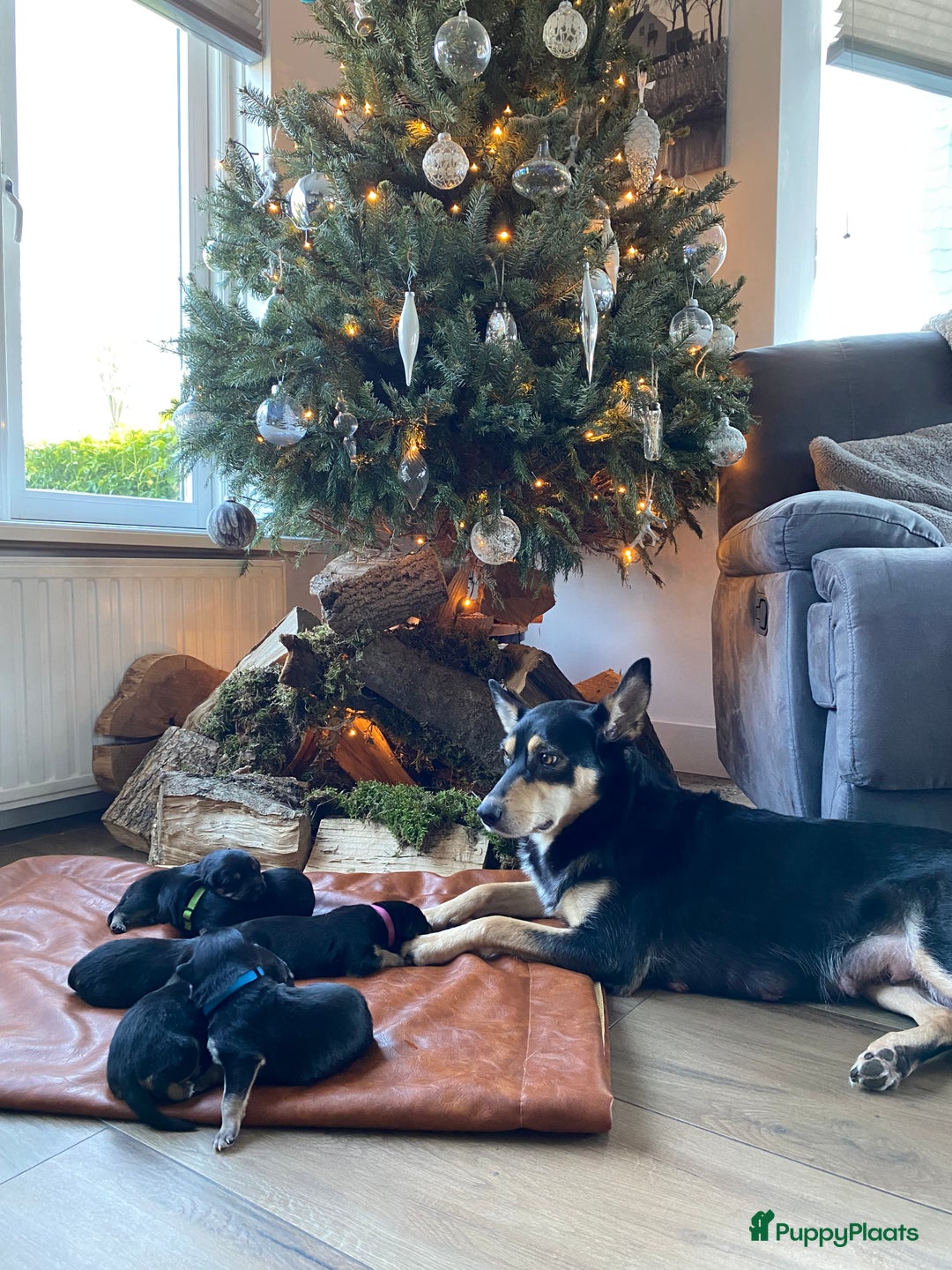 Australian Kelpie honden te koop: Working kelpie - Advertentie 6